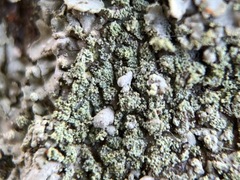 Hyperphyscia adglutinata