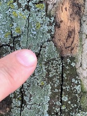 Hyperphyscia adglutinata