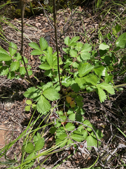 Drymocallis convallaria