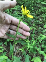 Verbesina helianthoides