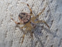 Araneidae