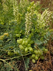 Astragalus pomonensis