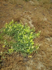 Astragalus pomonensis