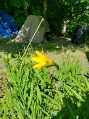Hemerocallis lilioasphodelus