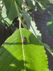 Harmonia axyridis