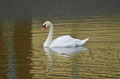 Cygnus olor
