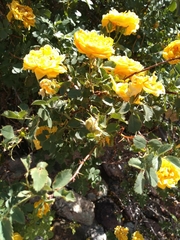 Rosaceae