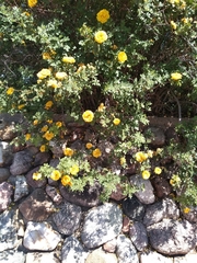 Rosaceae
