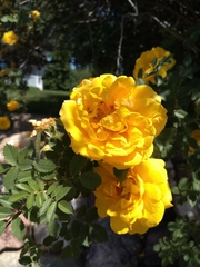 Rosaceae