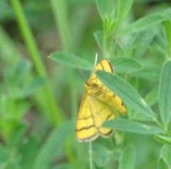 Idaea aureolaria