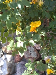 Rosaceae