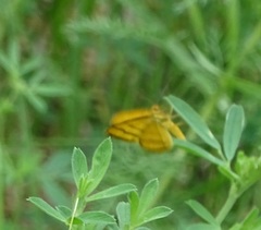 Idaea aureolaria
