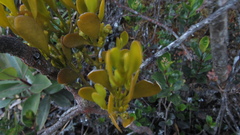 Dendrophthora clavata