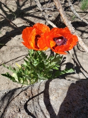 Papaver orientale