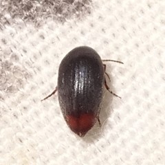 Eucinetus haemorrhoidalis