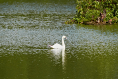 Cygnus olor