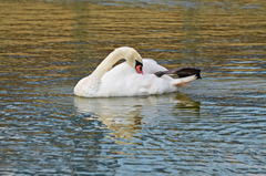Cygnus olor