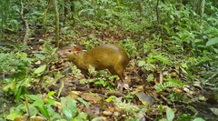 Dasyprocta variegata