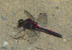 Leucorrhinia borealis