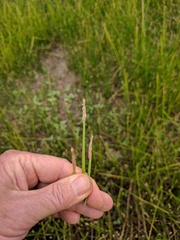 Eleocharis macrostachya