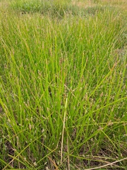 Eleocharis macrostachya