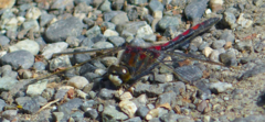 Leucorrhinia borealis