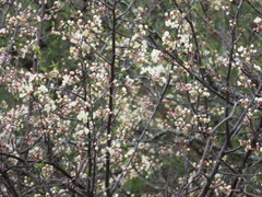 Prunus nigra