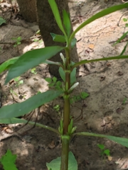 Hygrophila costata