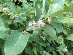 Symphoricarpos occidentalis
