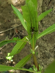 Hygrophila costata
