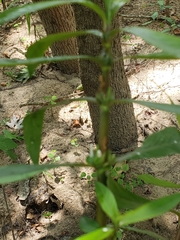 Hygrophila costata