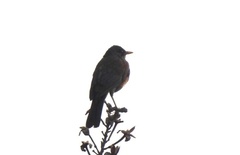 Turdus rufopalliatus