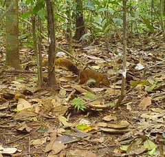Sciurus spadiceus
