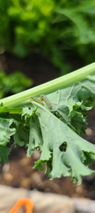 Evergestis rimosalis