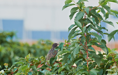 Sturnus vulgaris