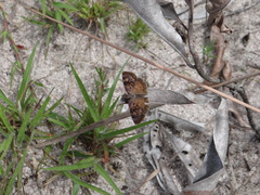 Chiomara basigutta
