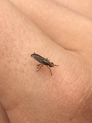 Trypetoptera canadensis