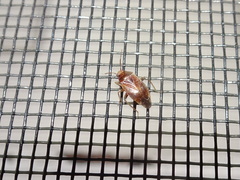 Agnocoris