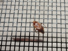 Agnocoris