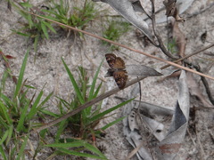 Chiomara basigutta