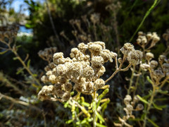 Achillea cretica