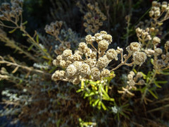 Achillea cretica