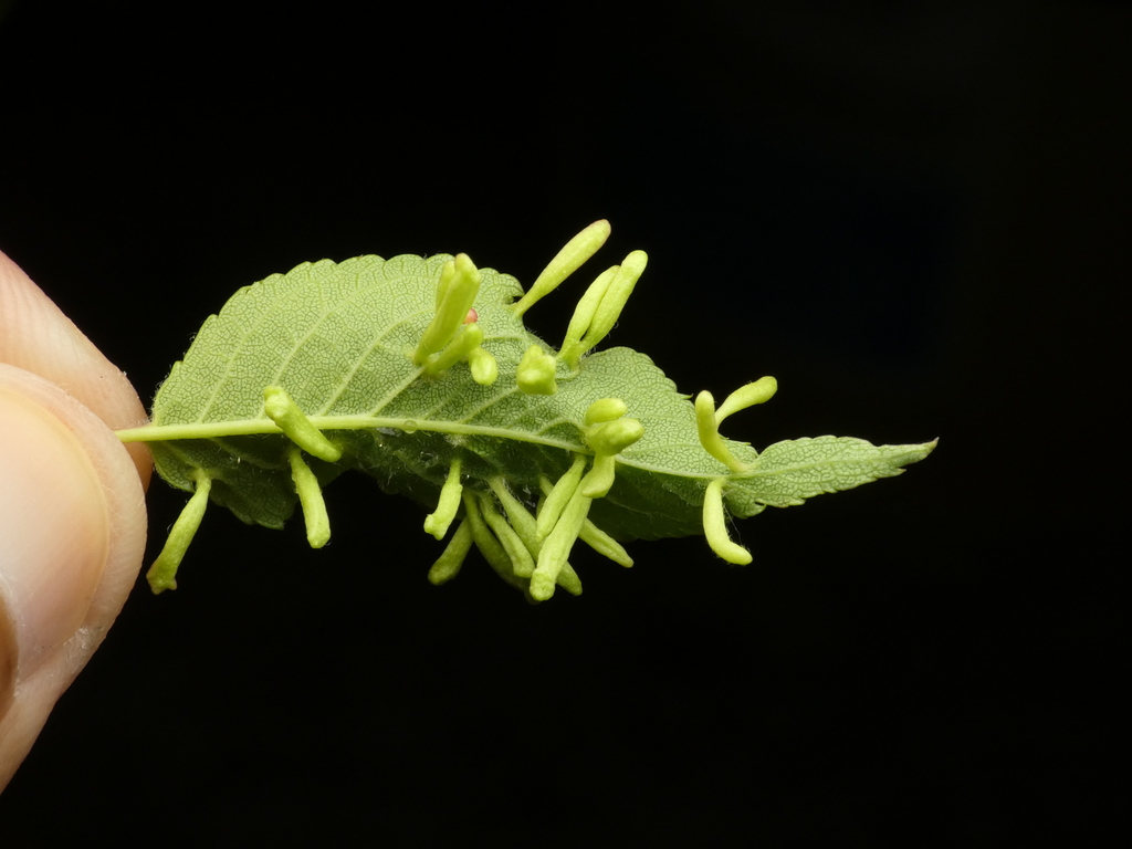Endeostigmatan Mites