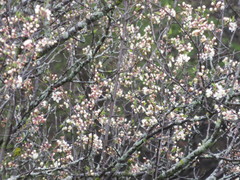 Prunus nigra