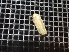 Ponana quadralaba
