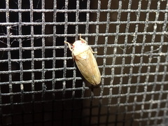 Ponana quadralaba