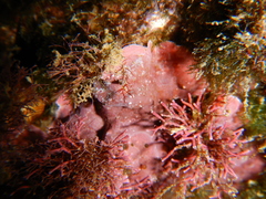 Phymatolithon lenormandii