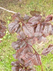 Prunus cerasifera pissardii