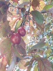 Prunus cerasifera pissardii