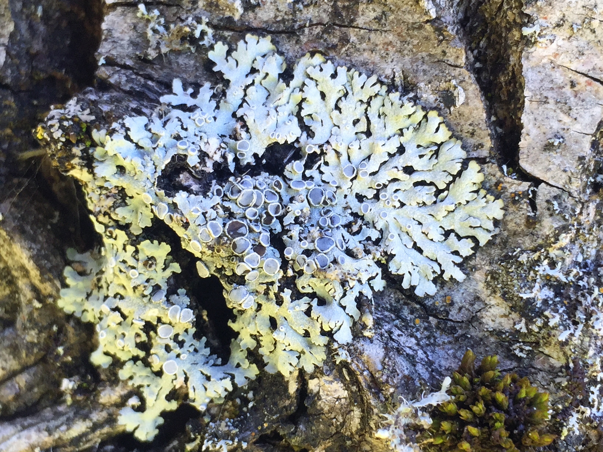 Physcia image